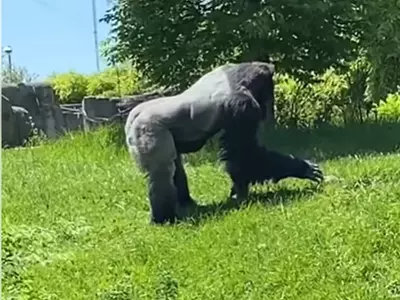gorilla pats groundhog