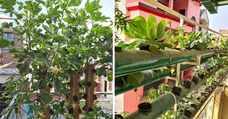 Ramveer SIngh doing Hydroponic Farming