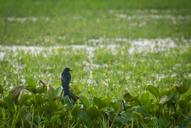 Explained: How Invasive Alien Species Cost The Indian Economy $ Billion In Last 6 Decades Explained: How Invasive Alien Species Cost The Indian Economy $ Billion In Last 6 Decades