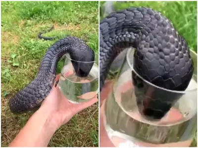 black cobra drinking snake from glass viral video 