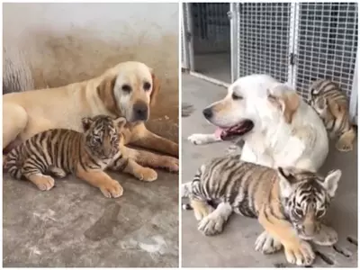 Labrador adopts tiger cubs after mother abandons them viral video 