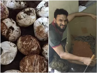 kerala highway work stopped for 24 python eggs to hatch 