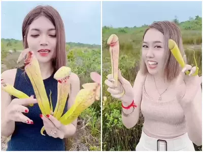 Cambodia Government asks people to stop plucking penis plant 