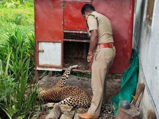 Leopard Found Dead At A Tea Stall In TN's Valparai, Suspected Case Of  Electrocution