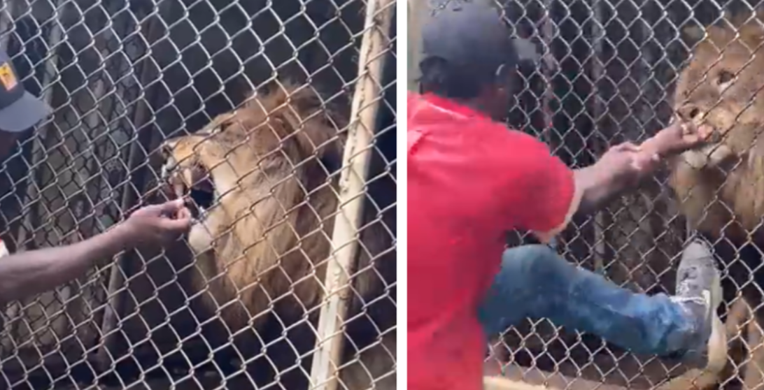 Lion bites off finger
