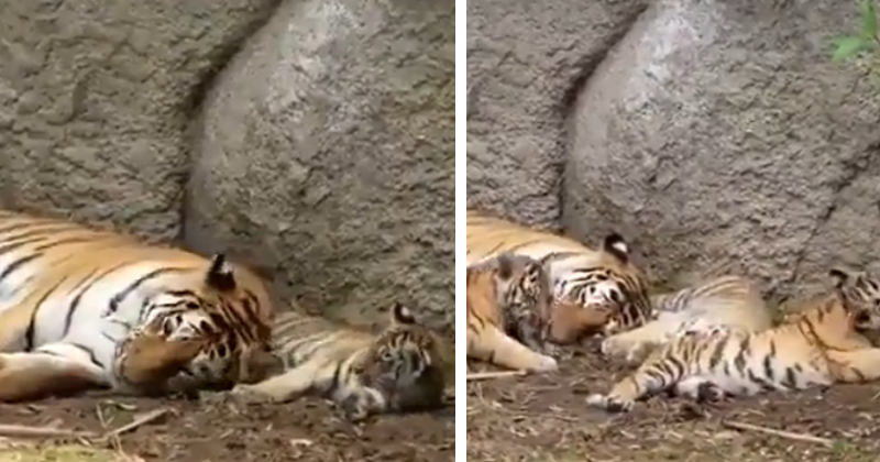 Adorable moment two newborn tiger cubs play with their mother who has given  up on her nap