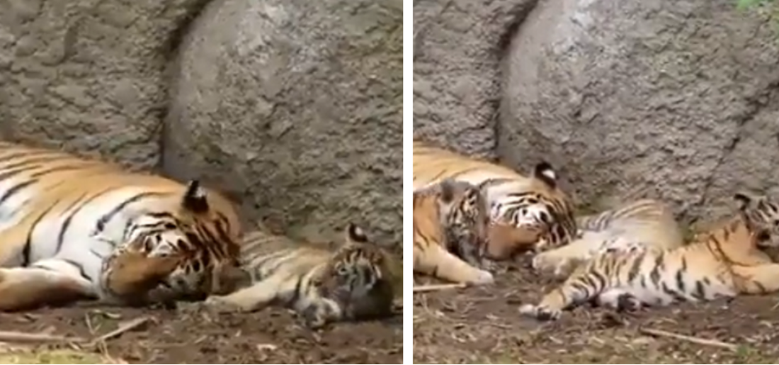 Photographer Captures Tender Moment Between Tiger Mom and Her Cubs