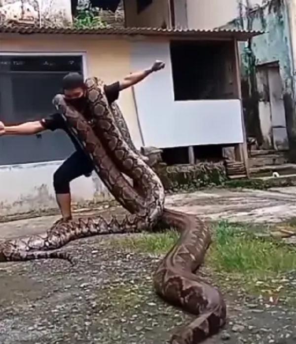 Indonesian Man Dances With Pythons