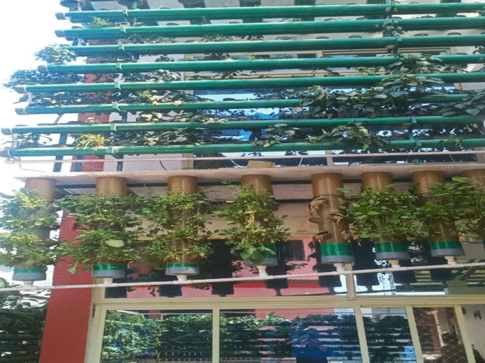 Ramveer SIngh doing Hydroponic Farming