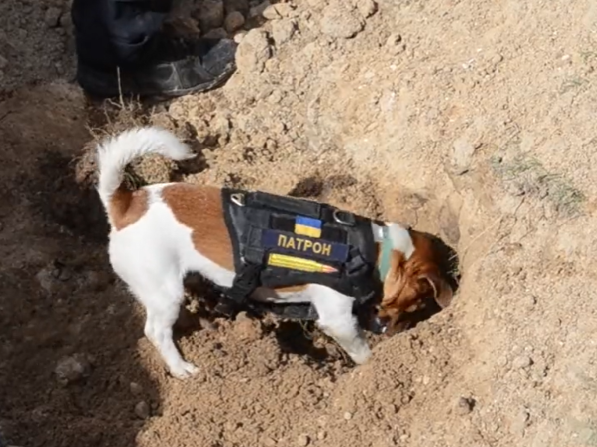 Ukraine's 'Mine-sniffing' Dog Receives Medal Of Honour