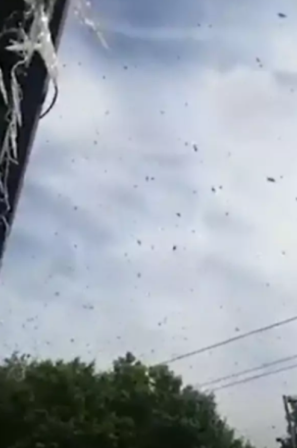 Home Attacked By Swarm Of Wasps