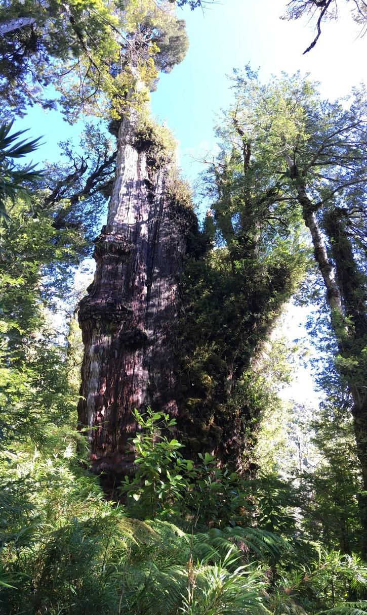 Oldest tree in chile new study by scientists claims