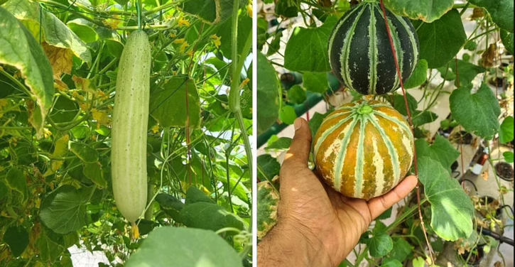 Ramveer SIngh doing Hydroponic Farming