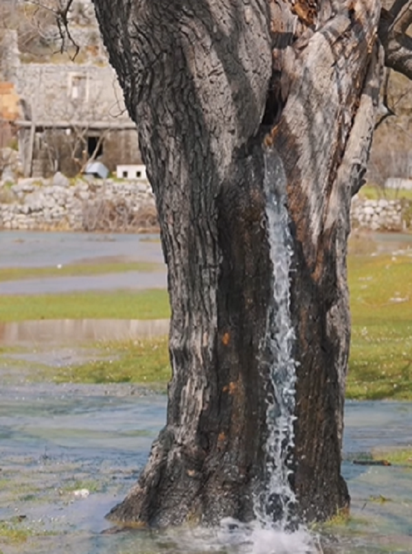 Water Gushes Out Of A 100-year-old Mulberry Tree