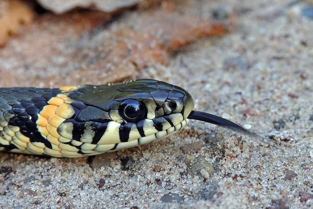 Grass Snake Playing Dead #1 Photograph by M. Watson - Pixels