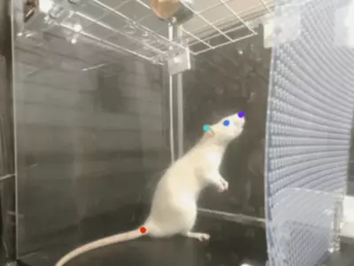 Rats Bop Their Heads To Music Just Like Humans Do, Study Finds