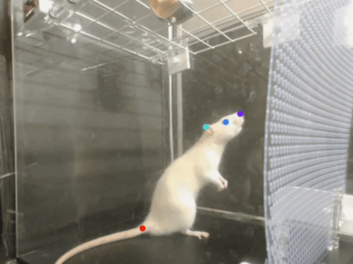 Rats Bop Their Heads To Lady Gaga's Music Just Like Humans Do, Study Finds