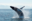 Whale Sanctuary