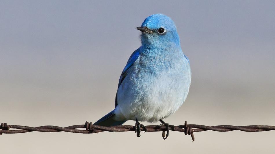 Twitter Bird Twitter Bird