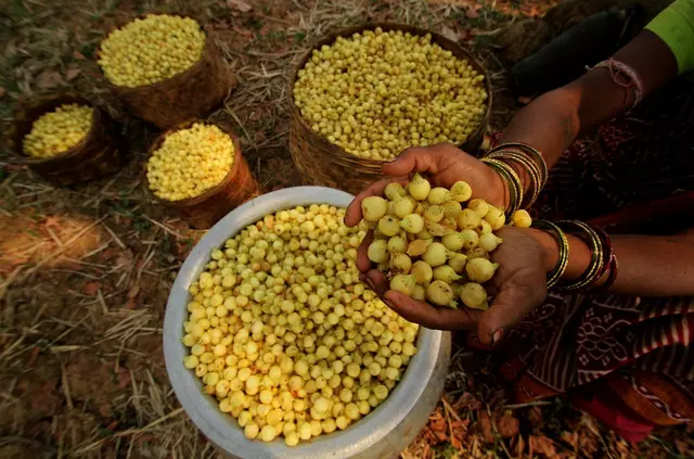 Explained: What Is Mahua And Why It Is A Significant Part Of The Tribal Community In India