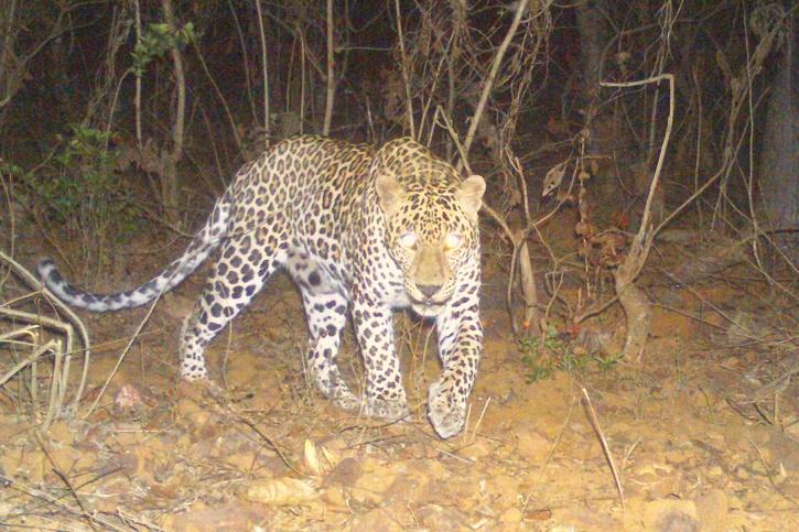 Mumbai's 'Urban Leopards' And The Growing Human-Animal Conflict: What ...