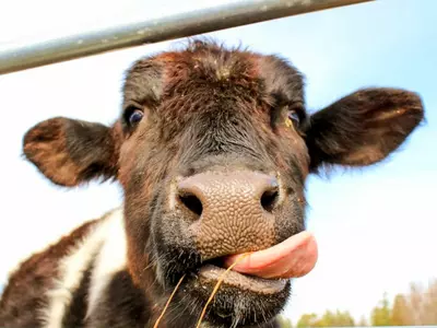 Cows That Were Fed Hemp Instead Of Regular Fodder Produced Cannabis-Infused Milk