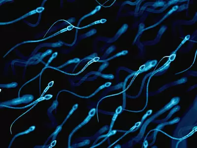 Alarming Drop In Sperm Count Across The World Find Researchers In Latest Study