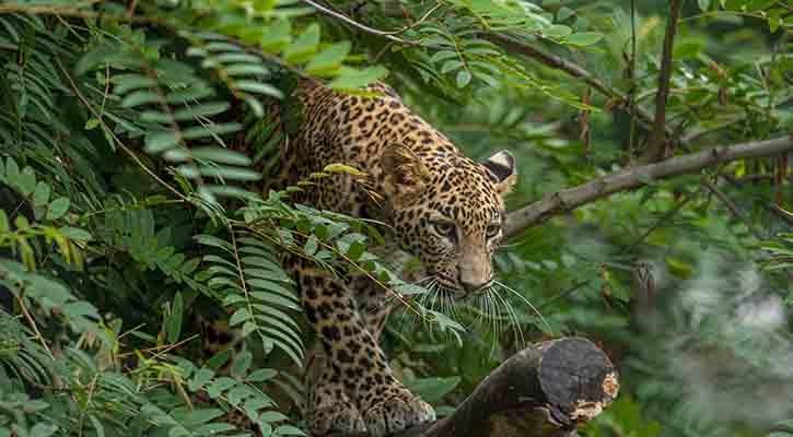 Explained: How Do Leopards Communicate With Each Other?