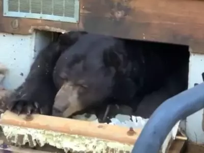 Black Bear Hibernation Video