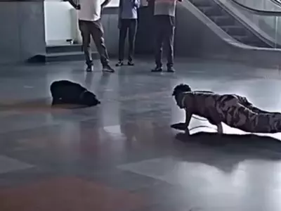 Dog Video Viral