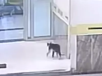 Cat Visits Hospital Alone