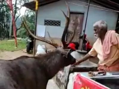 Sambar Deer Kerala