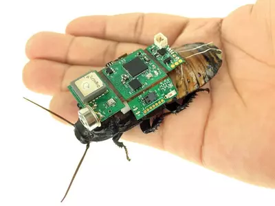 Cyborg Roaches