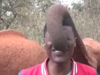 Elephant Viral Video