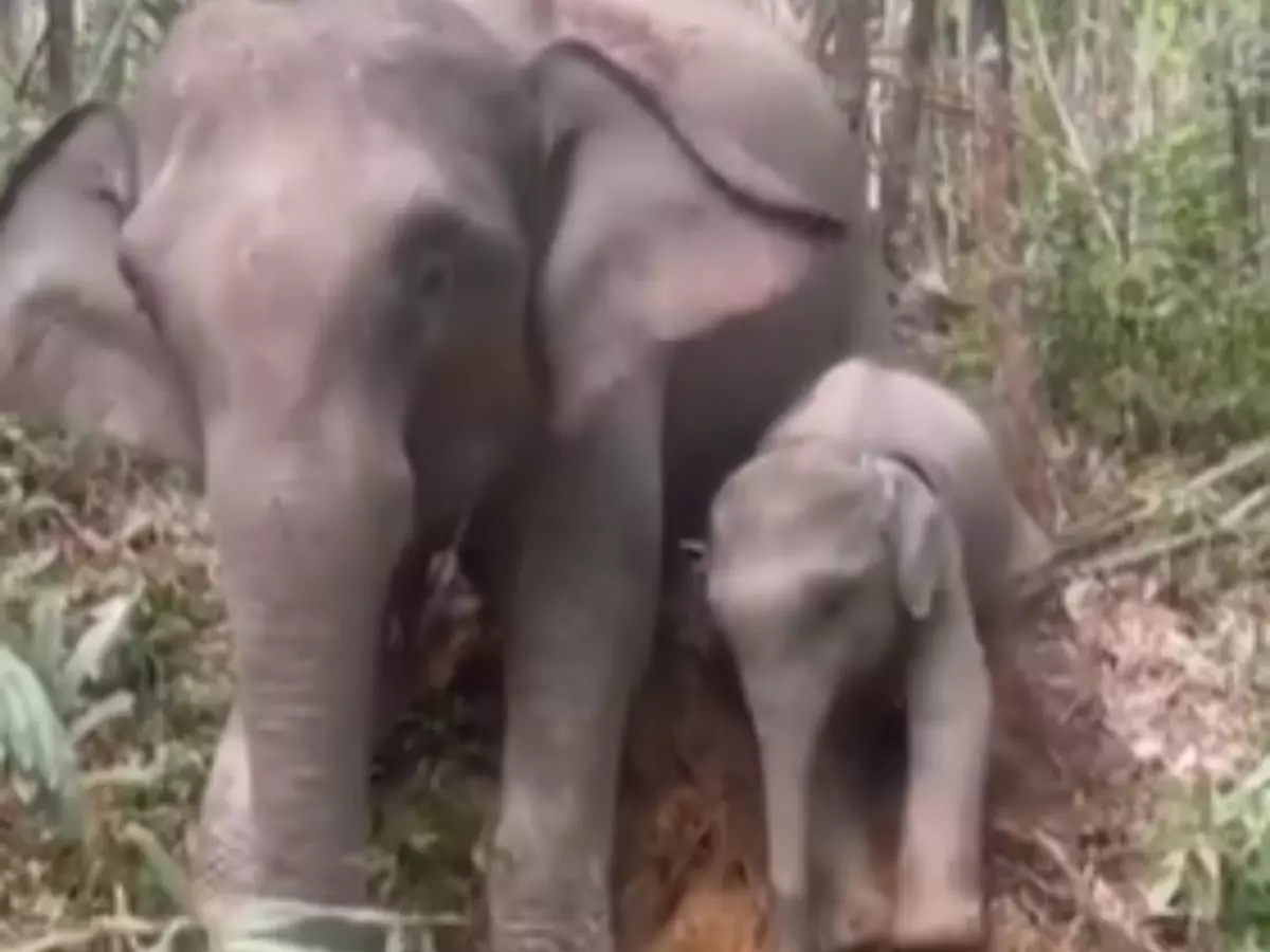 Mama Elephant Teaches Calf Viral Video