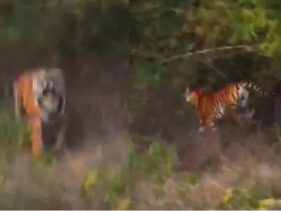 Tiger Tried To Attack Tourists 