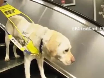 Blind Man's Guide Dog Helps Him Everyday 