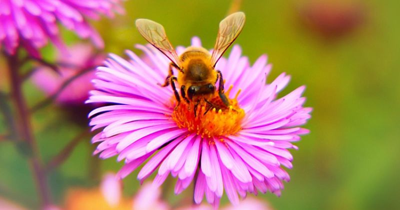 Fertilisers Alter The Way Bees Sense Flowers, Obstruct Natural Pollination