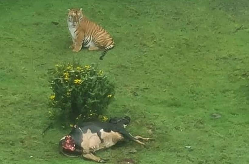 Tiger Spotted Near Golf Course In Tamil Nadu's Ooty, Preying On Cow, Search  On For The Big Cat