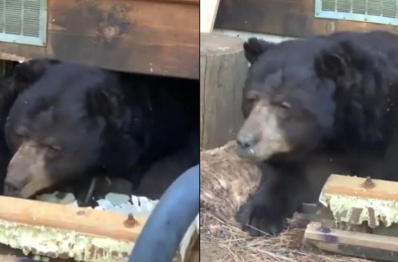 Bear-ly recognizable: Live cameras show how the fuzzy creatures change  after hibernation