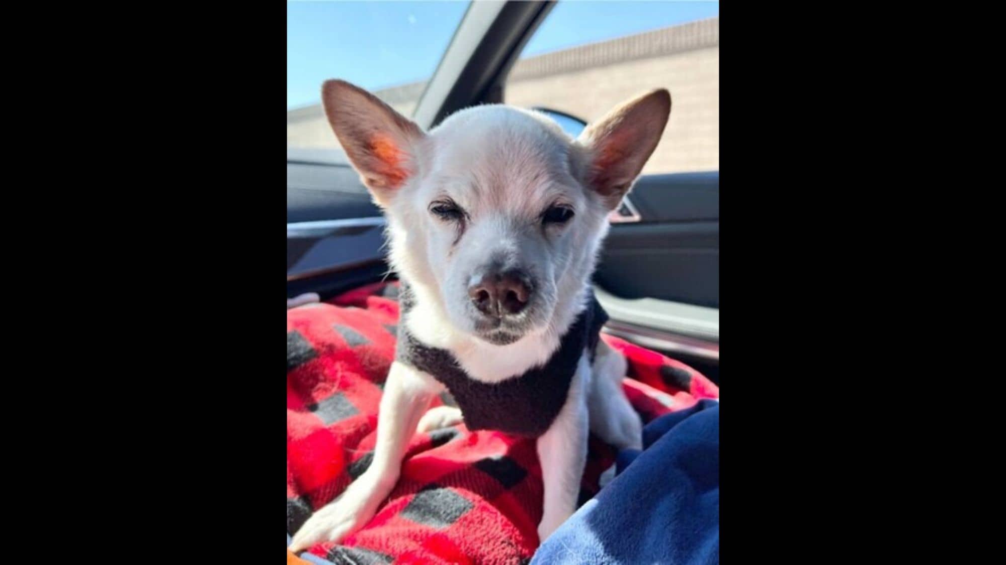 Meet Gino Wolf, The 22YearOld World's Oldest Living Dog