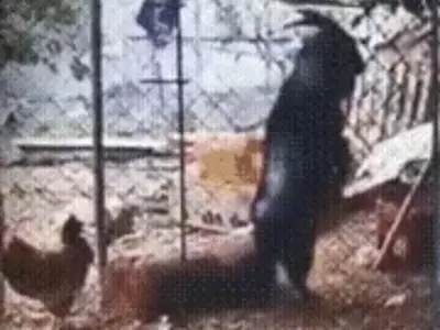 Black Goat Walks Like Human