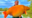 World's Biggest Goldfish: British मछुआरे को मिली 30 किलो की Goldfish, टूट सकता है World Record