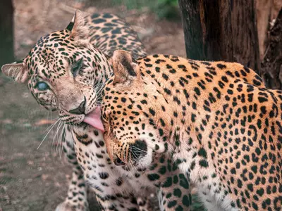 Leopards 