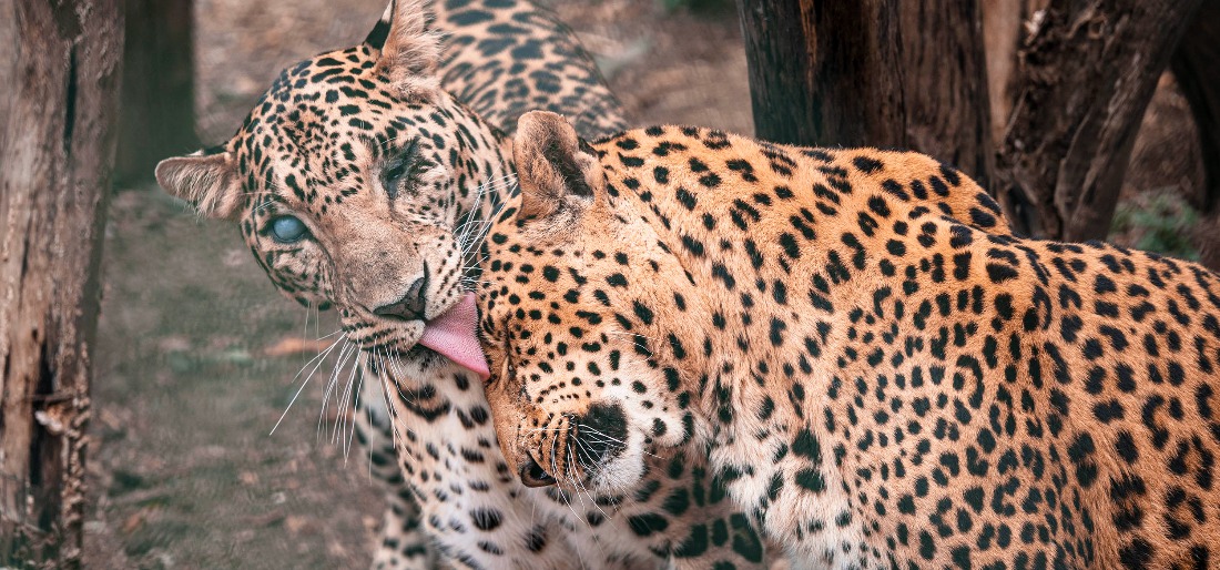Explained: How Do Leopards Communicate With Each Other?