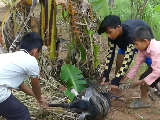 Python ataca a una cabra