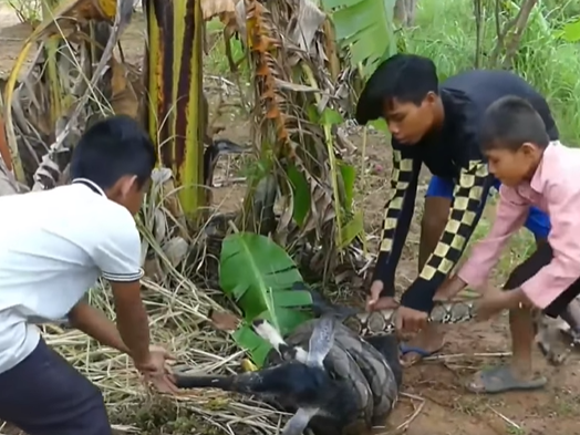 The children of the village saved the life of a goat from a dangerous python