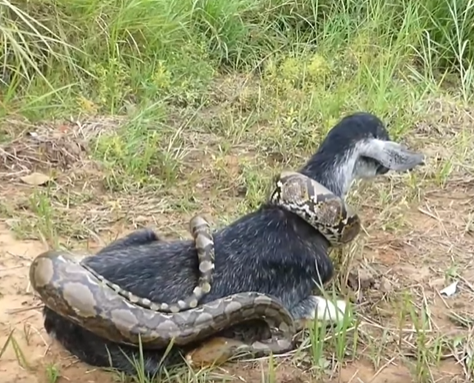 The children of the village saved the life of a goat from a dangerous python