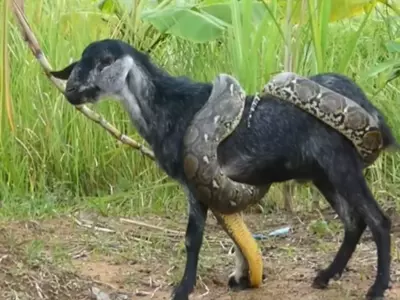 Python Attack On Goat
