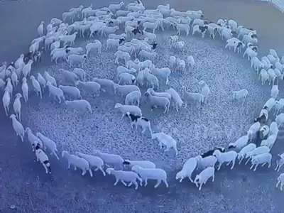 sheep herd walking non stop in circle for 12 days in china